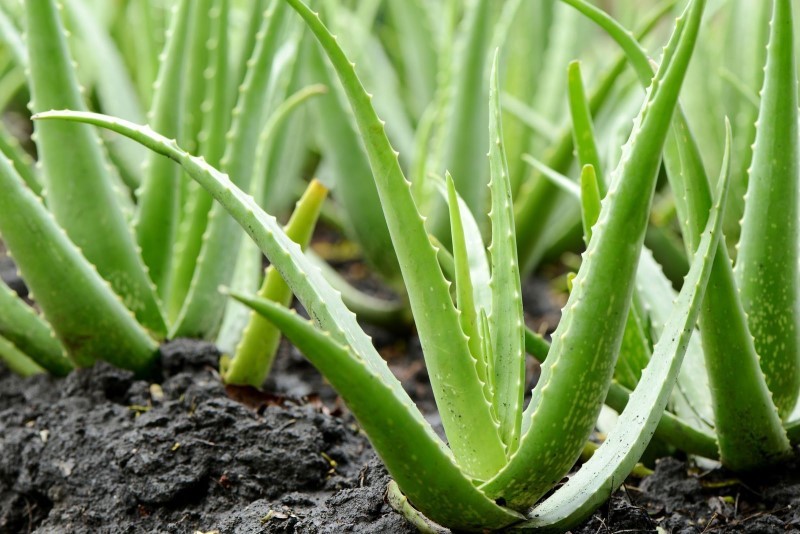 Aloe Vera Yetiştiriciliği Nasıl Yapılır?